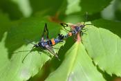 appelglasvlinder (Synanthedon myopaeformis)6-2021 7536